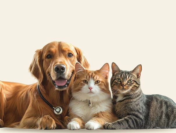 Köpek ve kediler yan yana