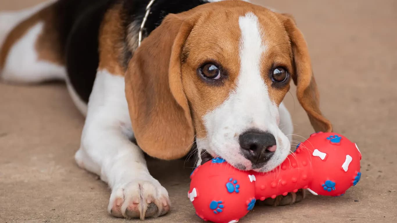 Kırmızı kauçuk oyuncağını çiğneyen beagle