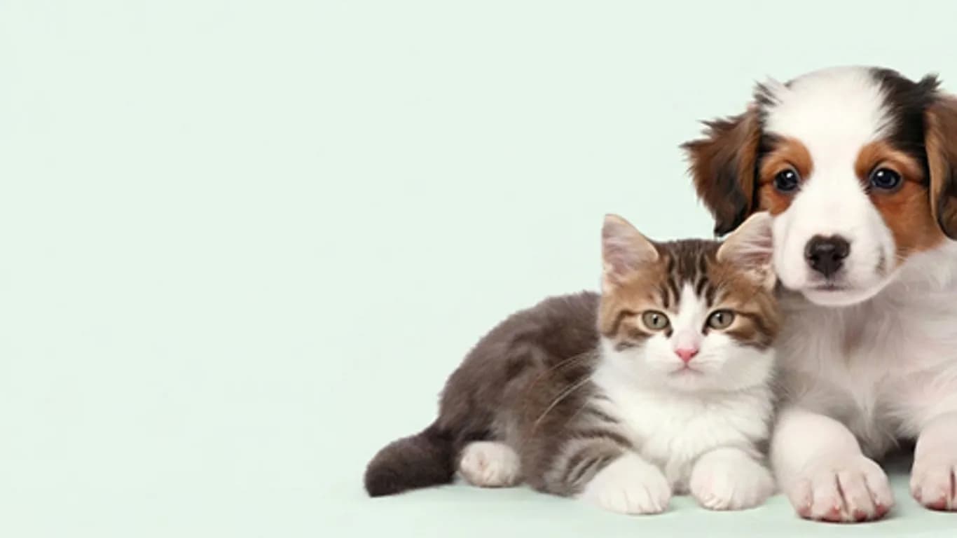 Yan yana uzanan tekir yavru kedi ve yavru köpek