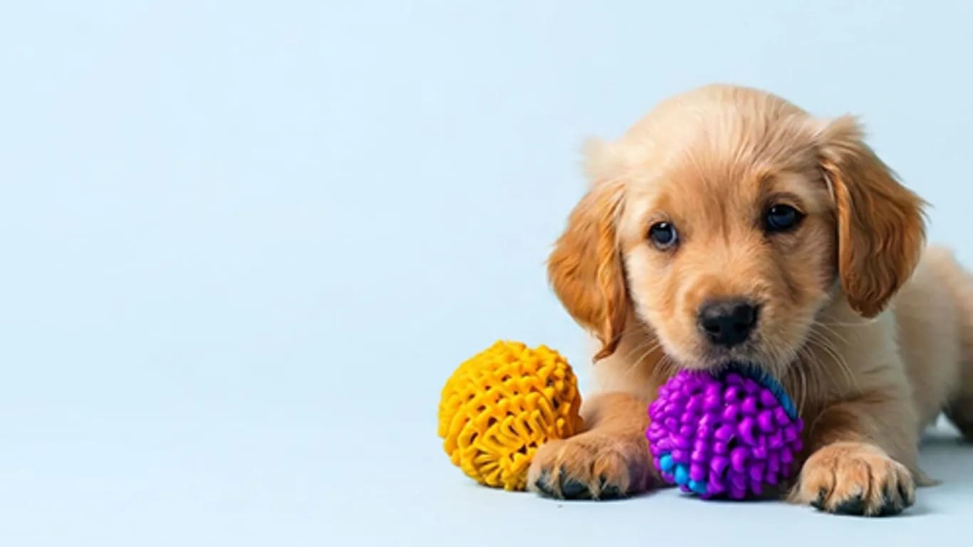 Renkli oyuncak toplarla oynayan golden retriever yavrusu