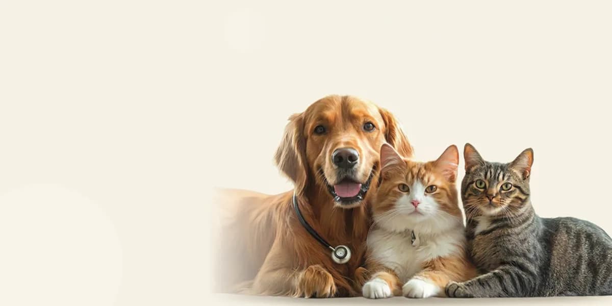 Yan yana uzanan golden retriever ve iki kedi