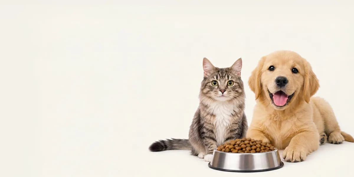 Mama kabının yanında kedi ve köpek