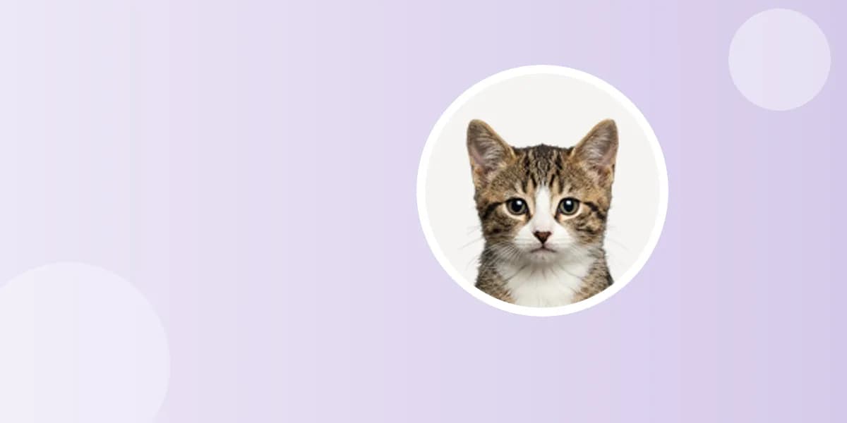 Tekir kedi portresi