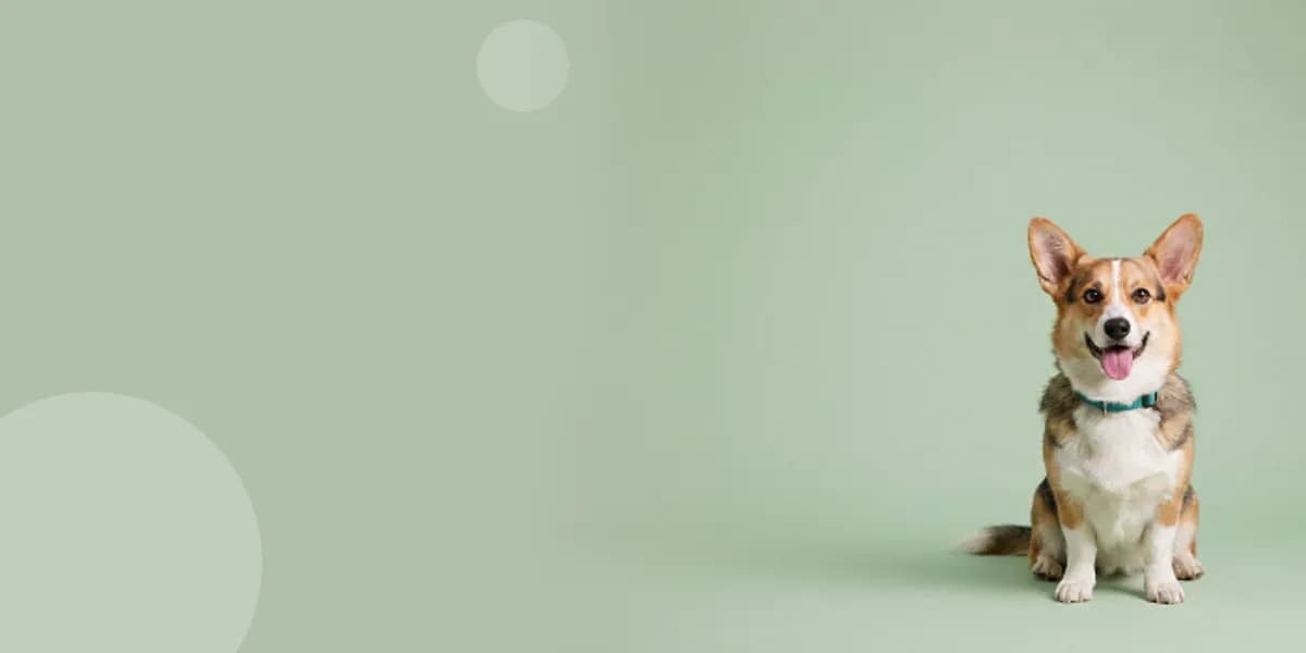 Yeşil fonda oturan köpek