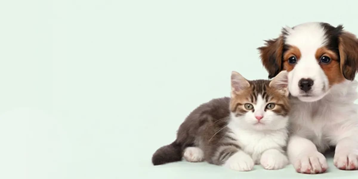 Yan yana uzanan yavru köpek ve kedi