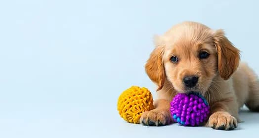 Oyuncak topların yanında golden retriever yavrusu