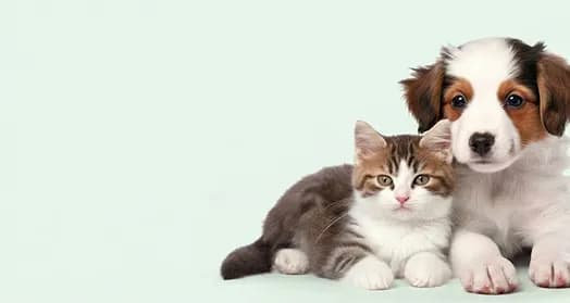 Yan yana uzanan yavru köpek ve kedi