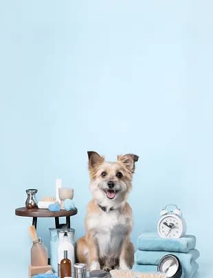 Bakım ürünleriyle köpek