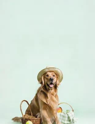 Şapkalı köpek