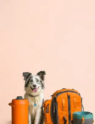 Seyahat çantasının yanında köpek