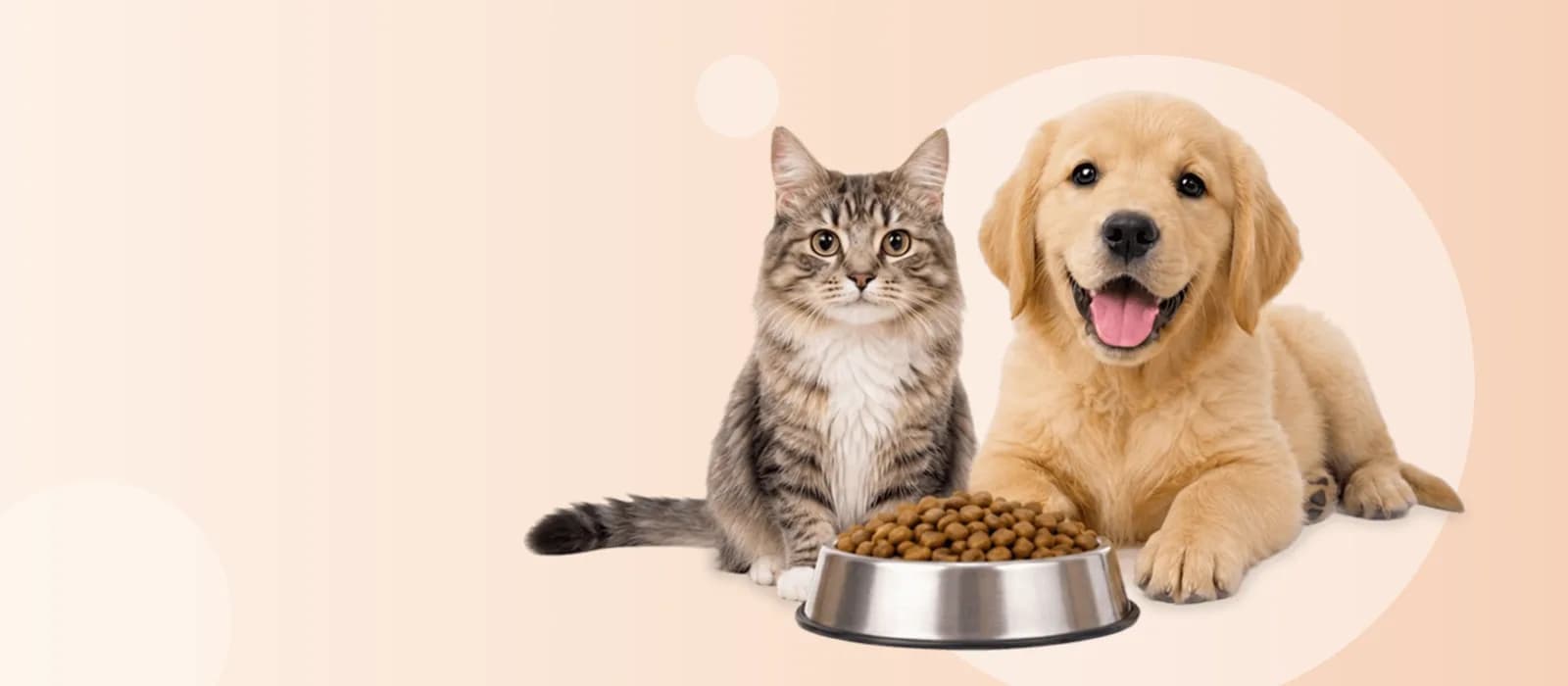 Mama kabının başında oturan tekir kedi ve golden retriever yavrusu